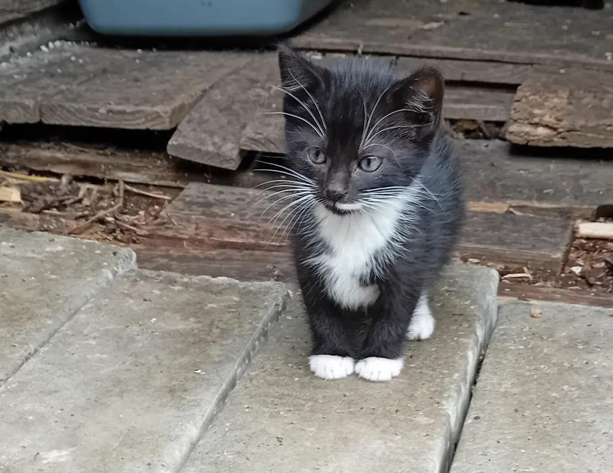 Kittens - Image 1