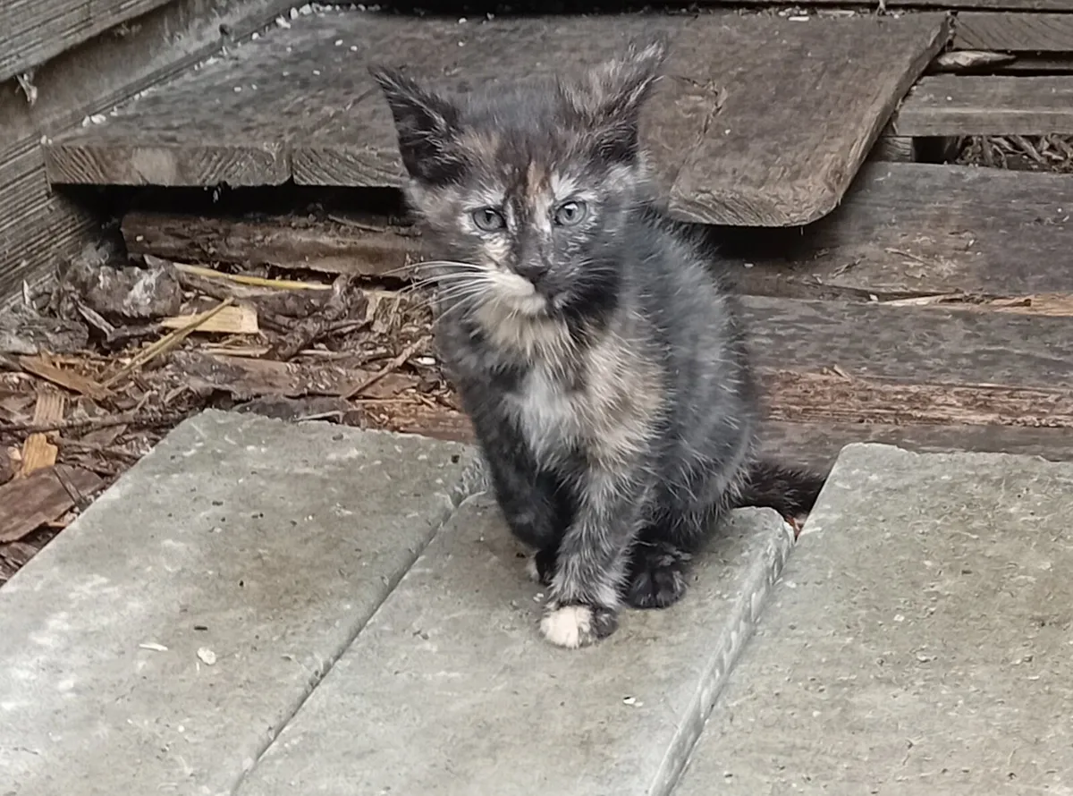 Kittens - Image 2