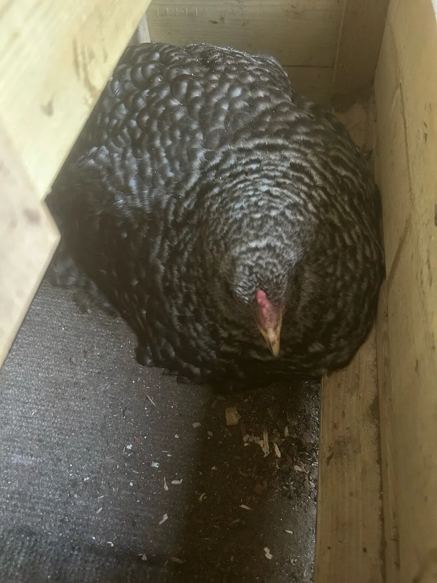 Broody hens - Image 1