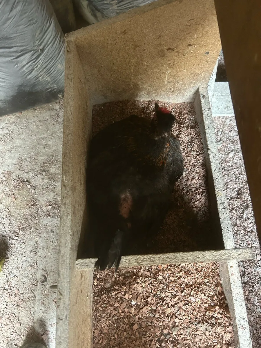 Broody hens - Image 2