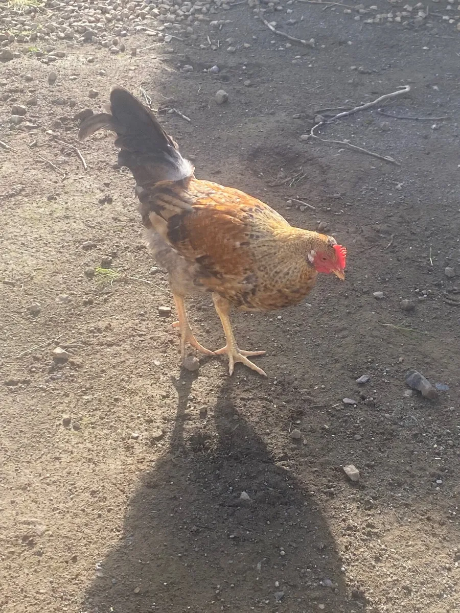 Chickens - Image 3