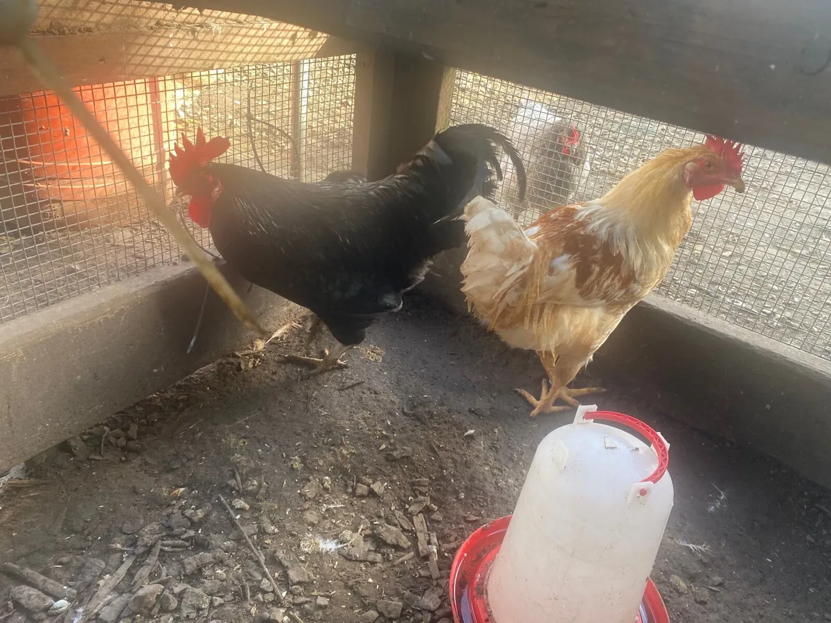 Chickens - Image 4
