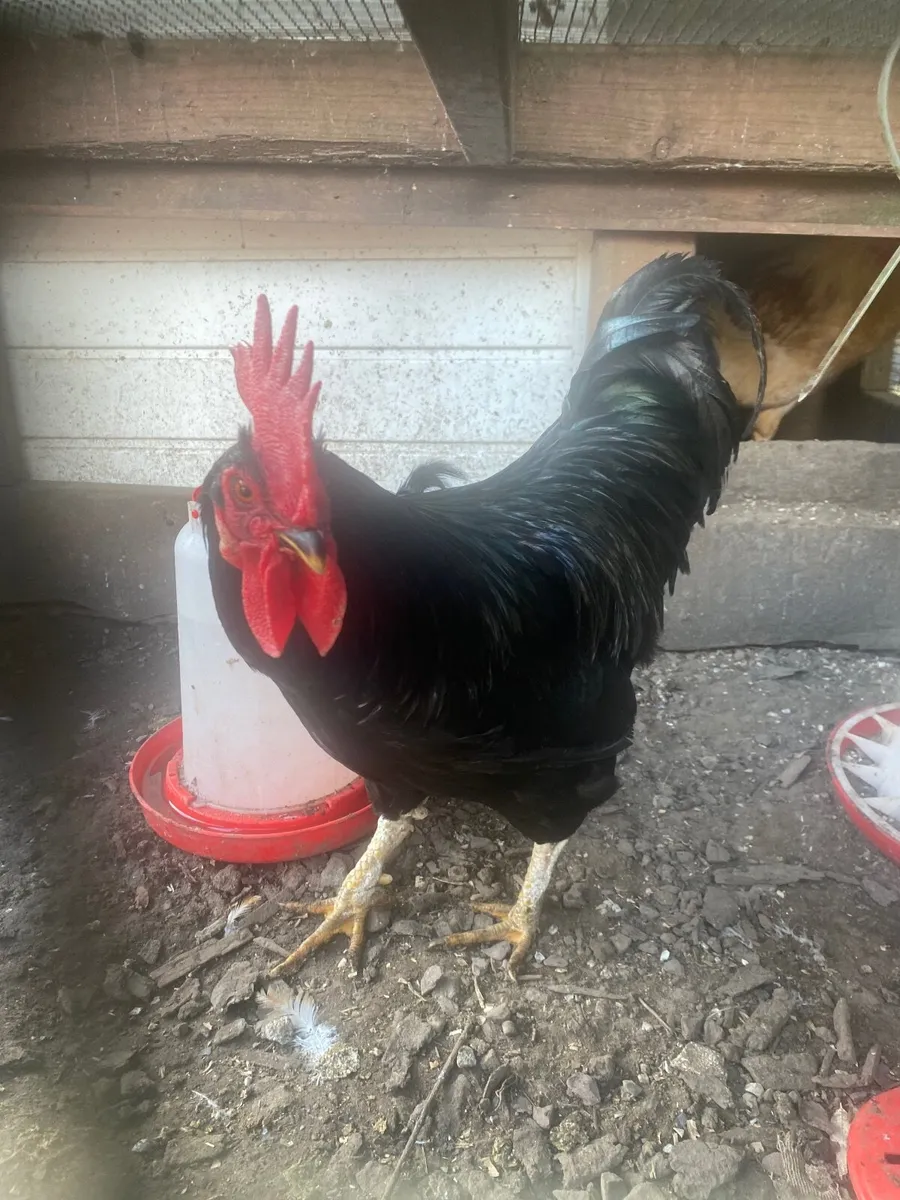 Chickens - Image 1