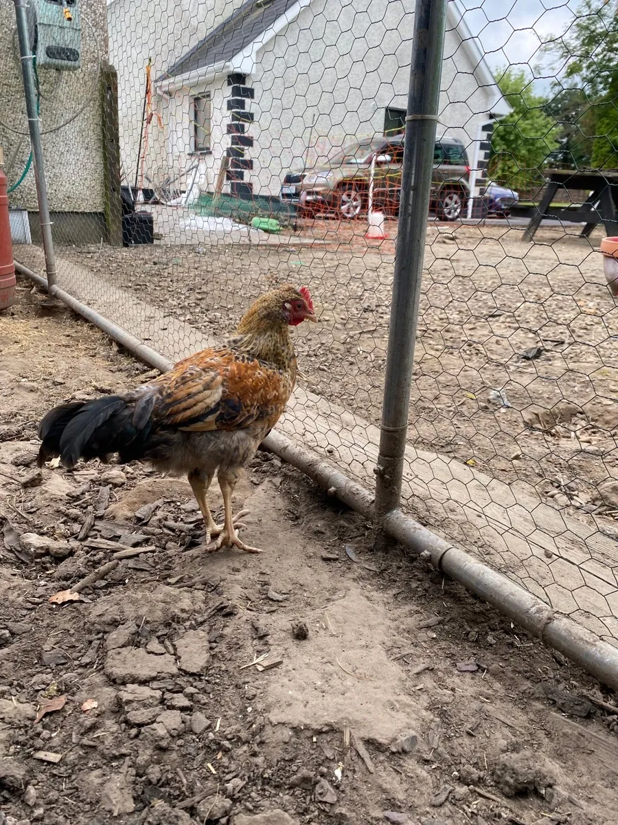 Chickens - Image 4
