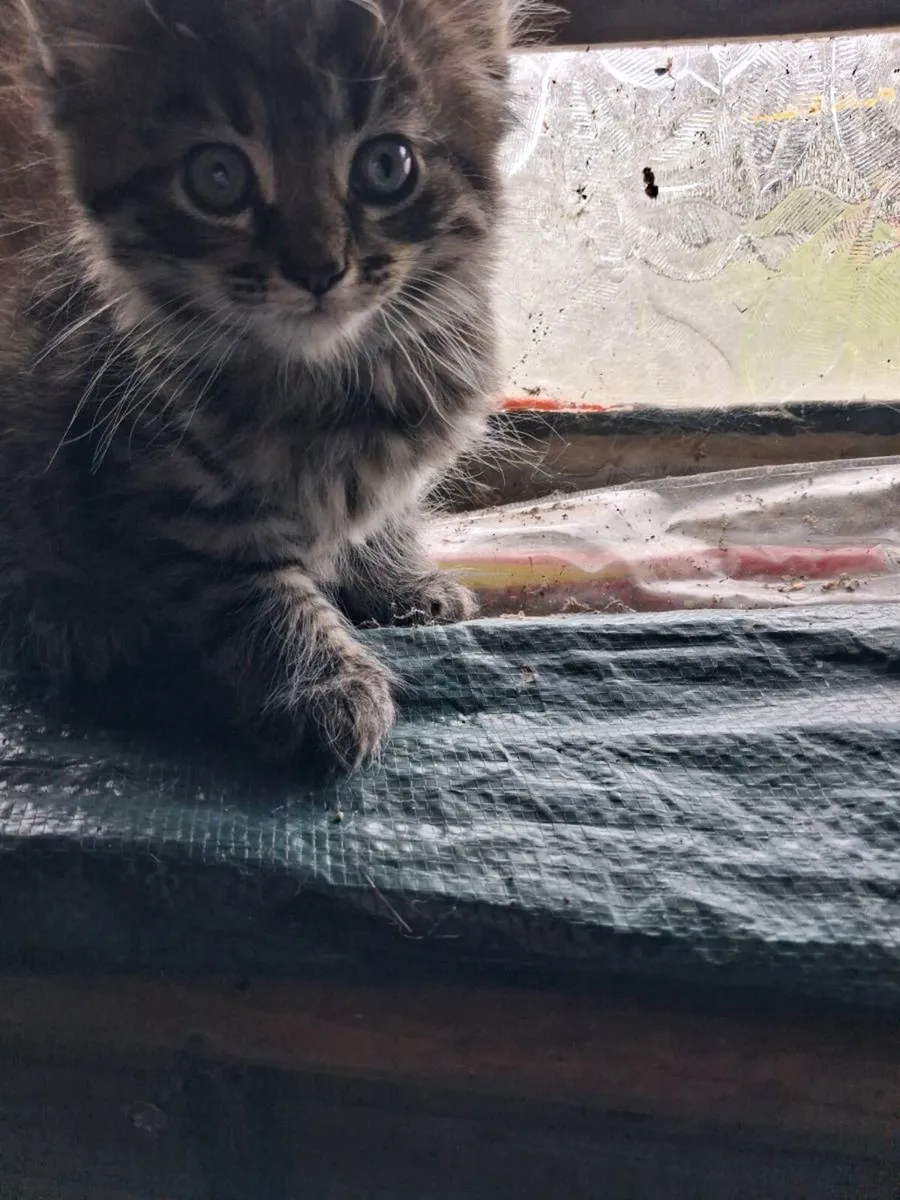Kittens - Image 1