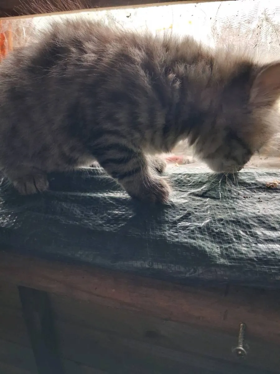 Kittens - Image 2