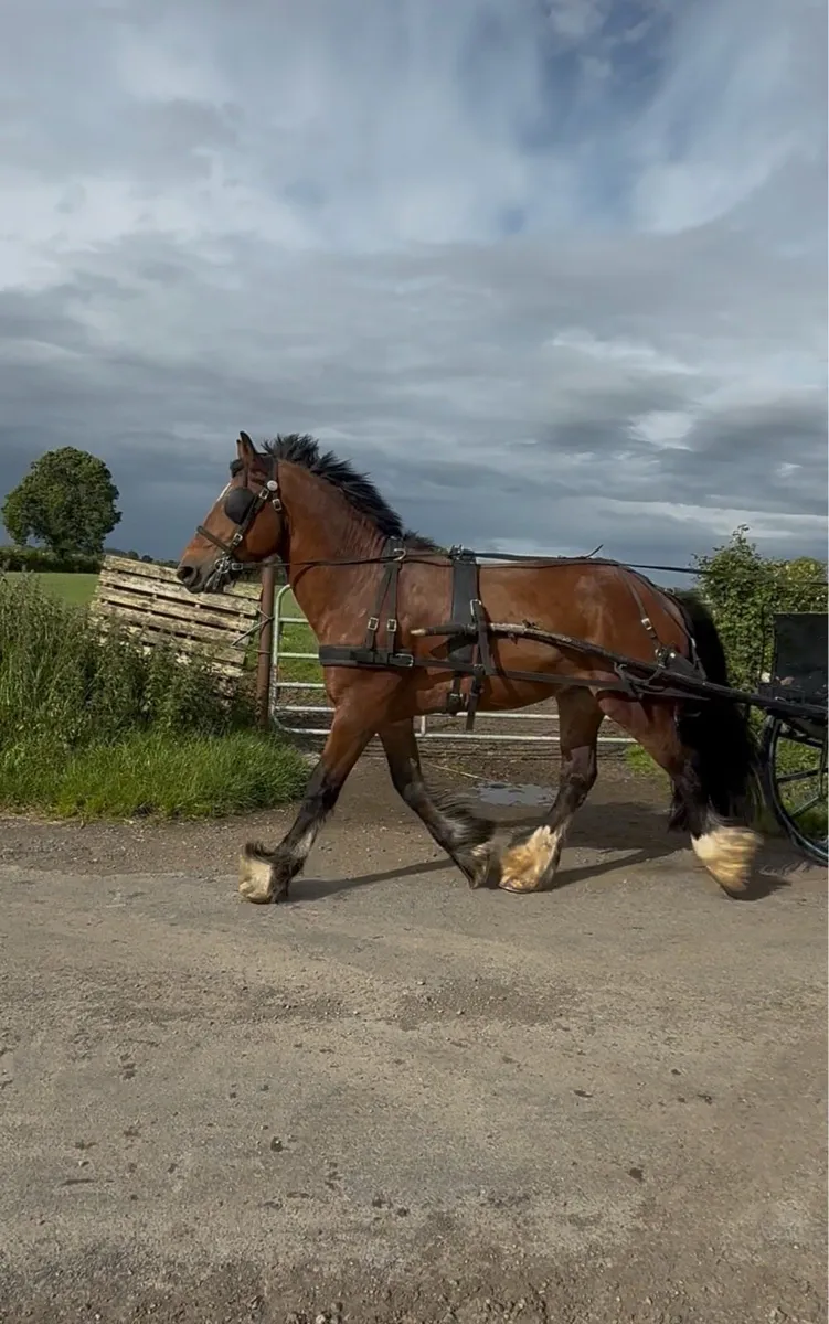15'2hh 6yr Drive & Ride cob - Image 3
