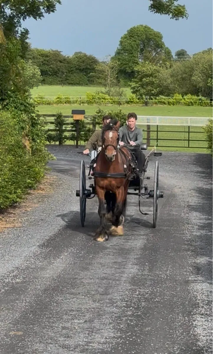 15'2hh 6yr Drive & Ride cob - Image 1
