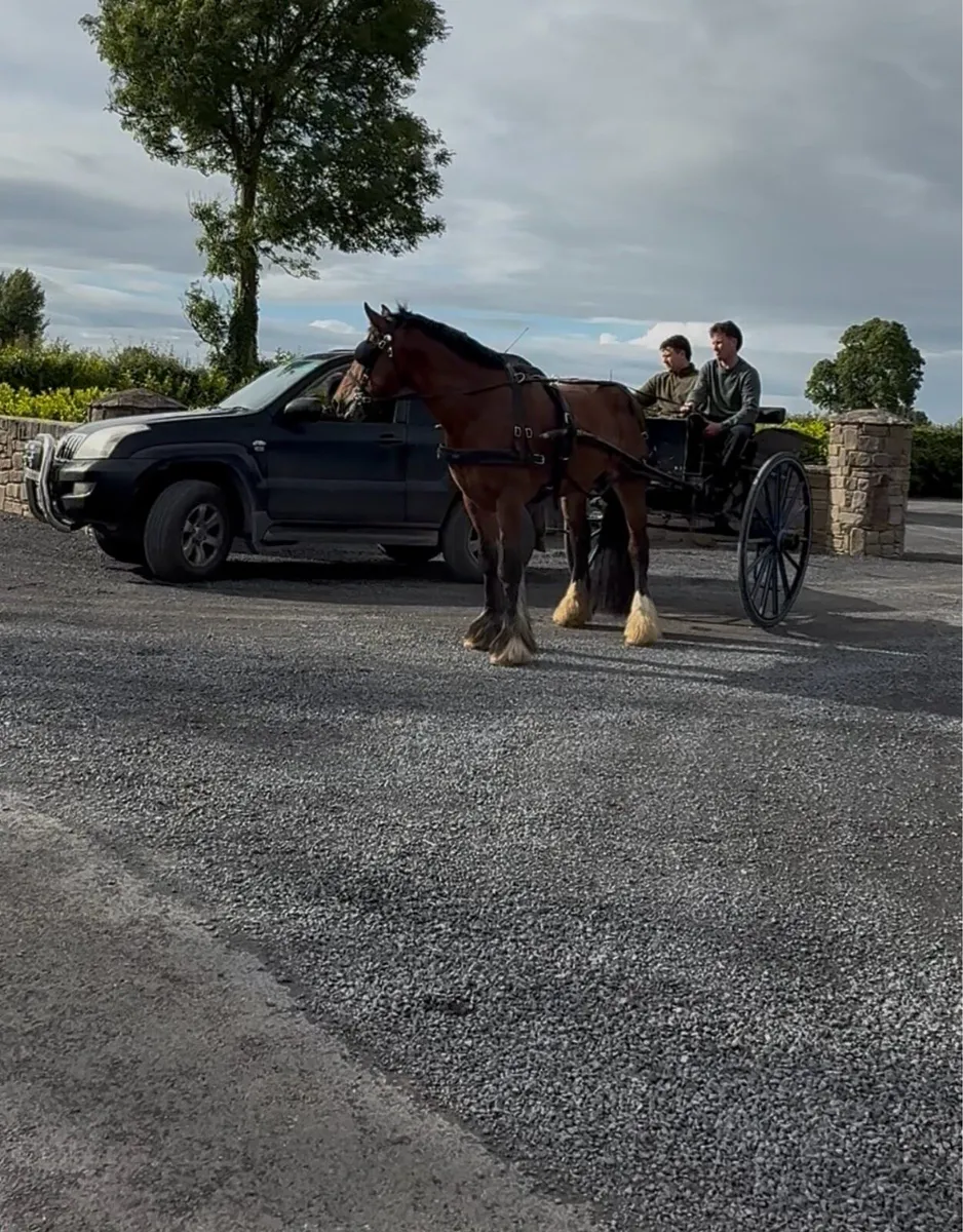 15'2hh 6yr Drive & Ride cob - Image 2