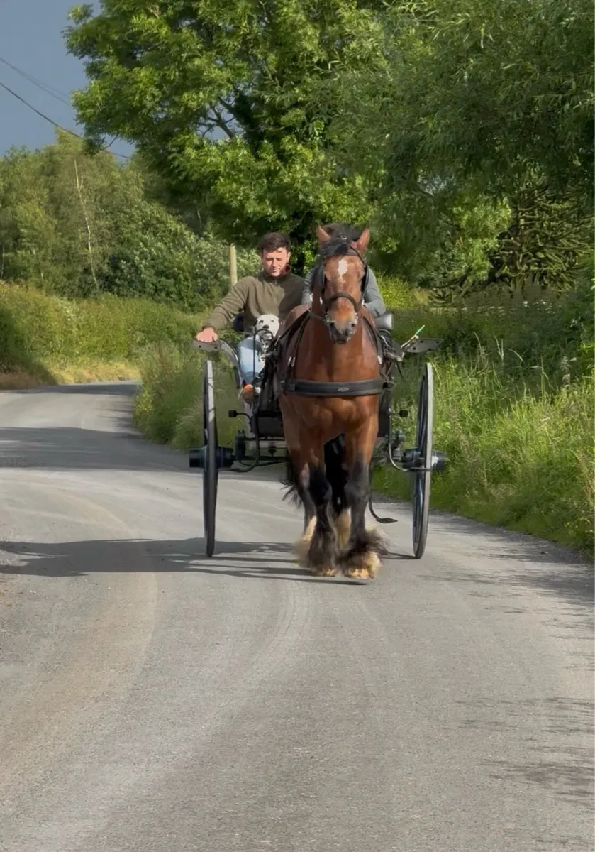 15'2hh 6yr Drive & Ride cob - Image 4