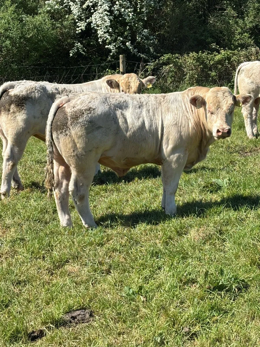 5 Star Pedigree Charolais Bull - Image 1