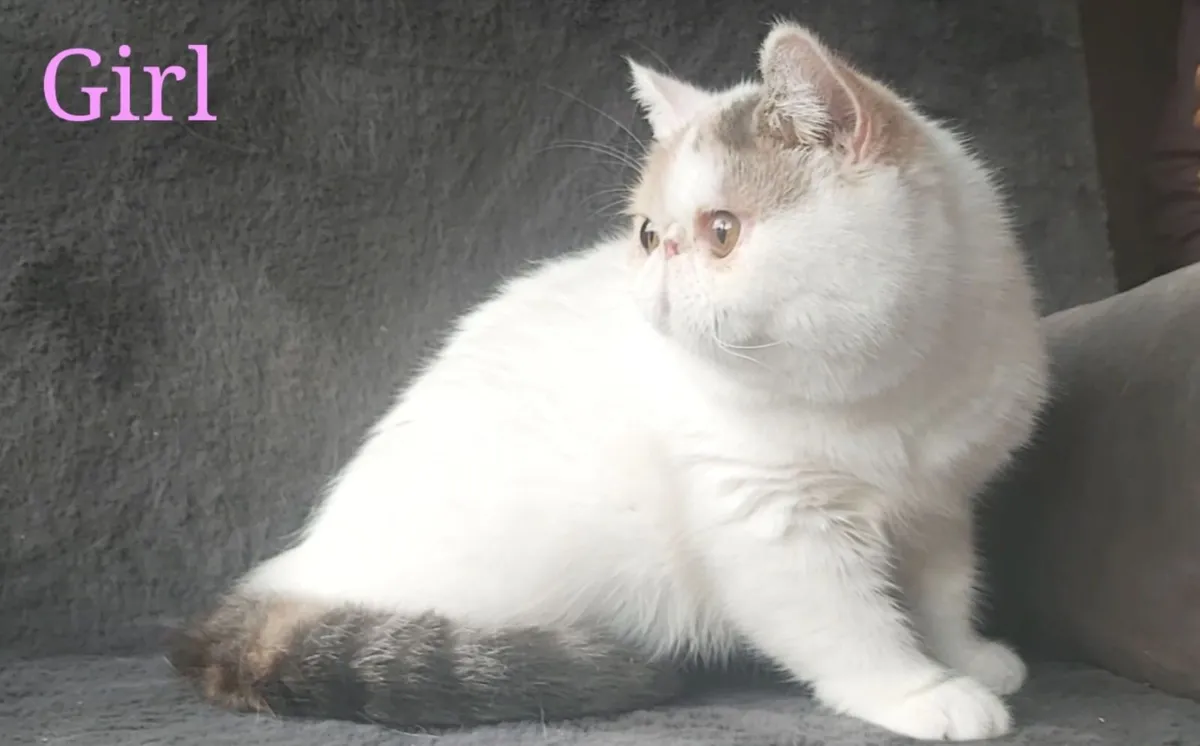 Exotic Shorthair Kitten cat - Image 1