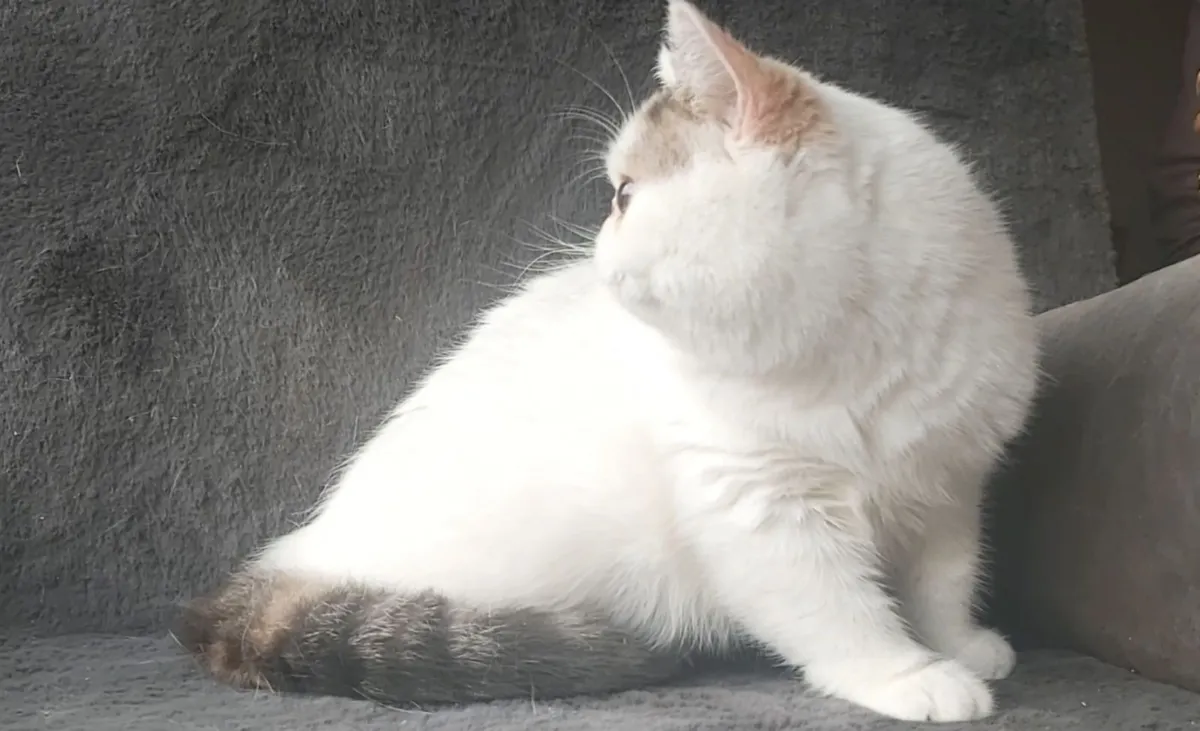 Exotic Shorthair Kitten cat - Image 4