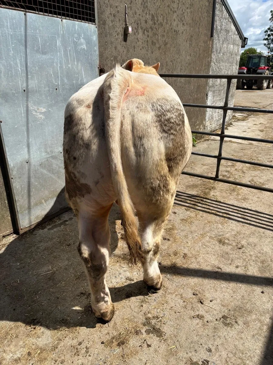 5 Star Pedigree Charolais Bull - Image 2