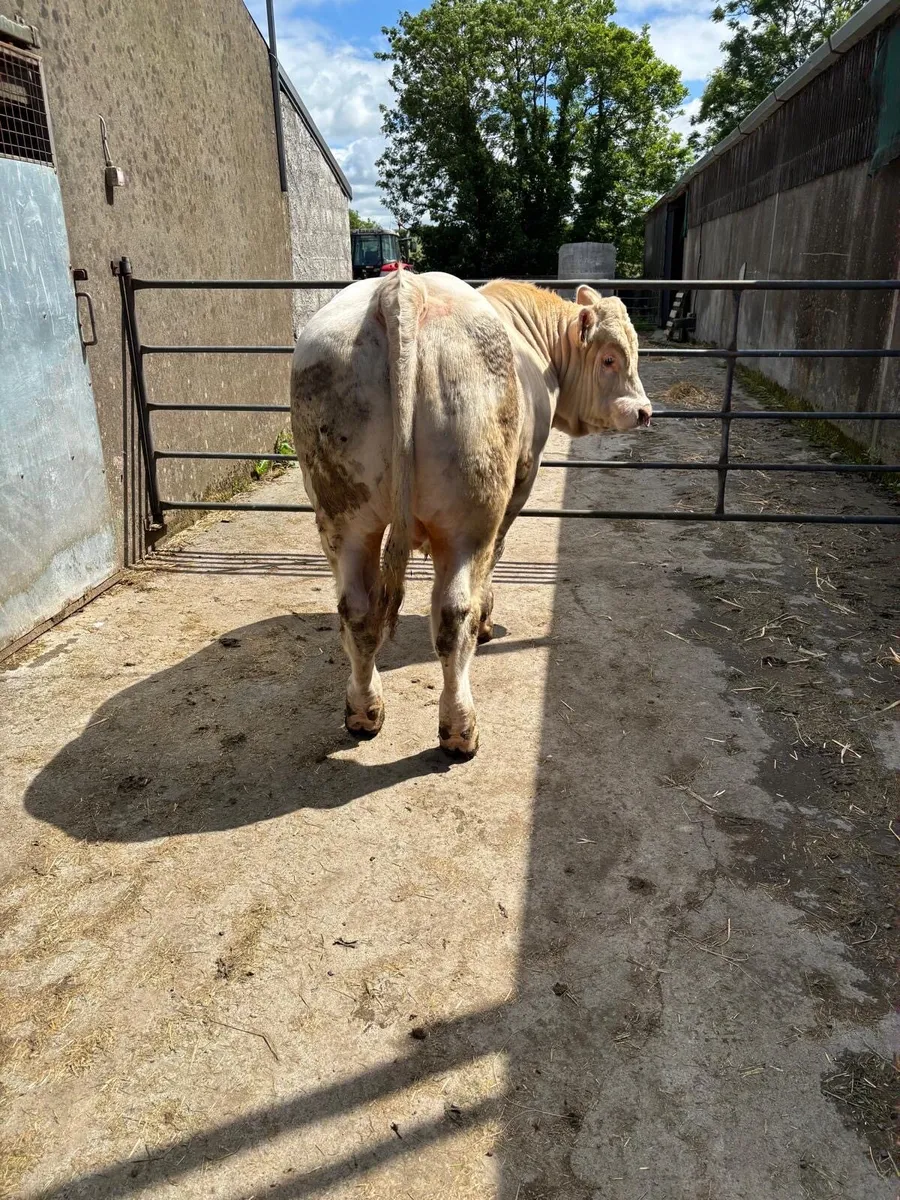 5 Star Pedigree Charolais Bull - Image 3