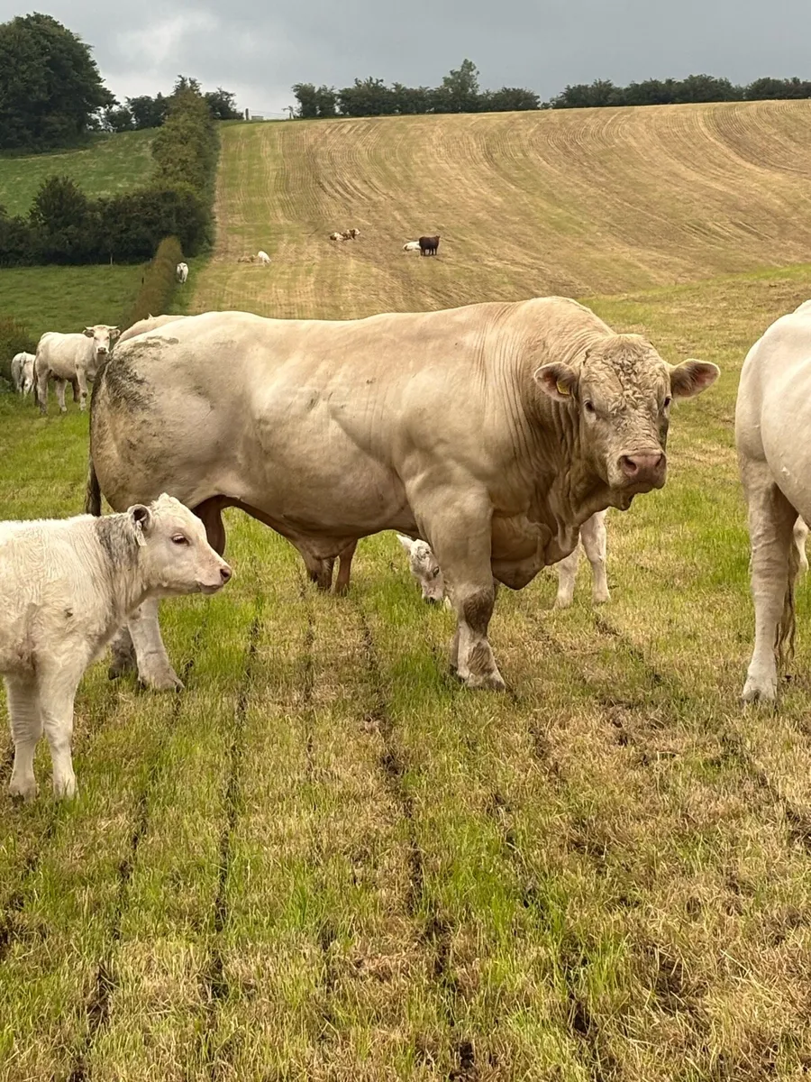 5 Star Pedigree Charolais Bull - Image 4