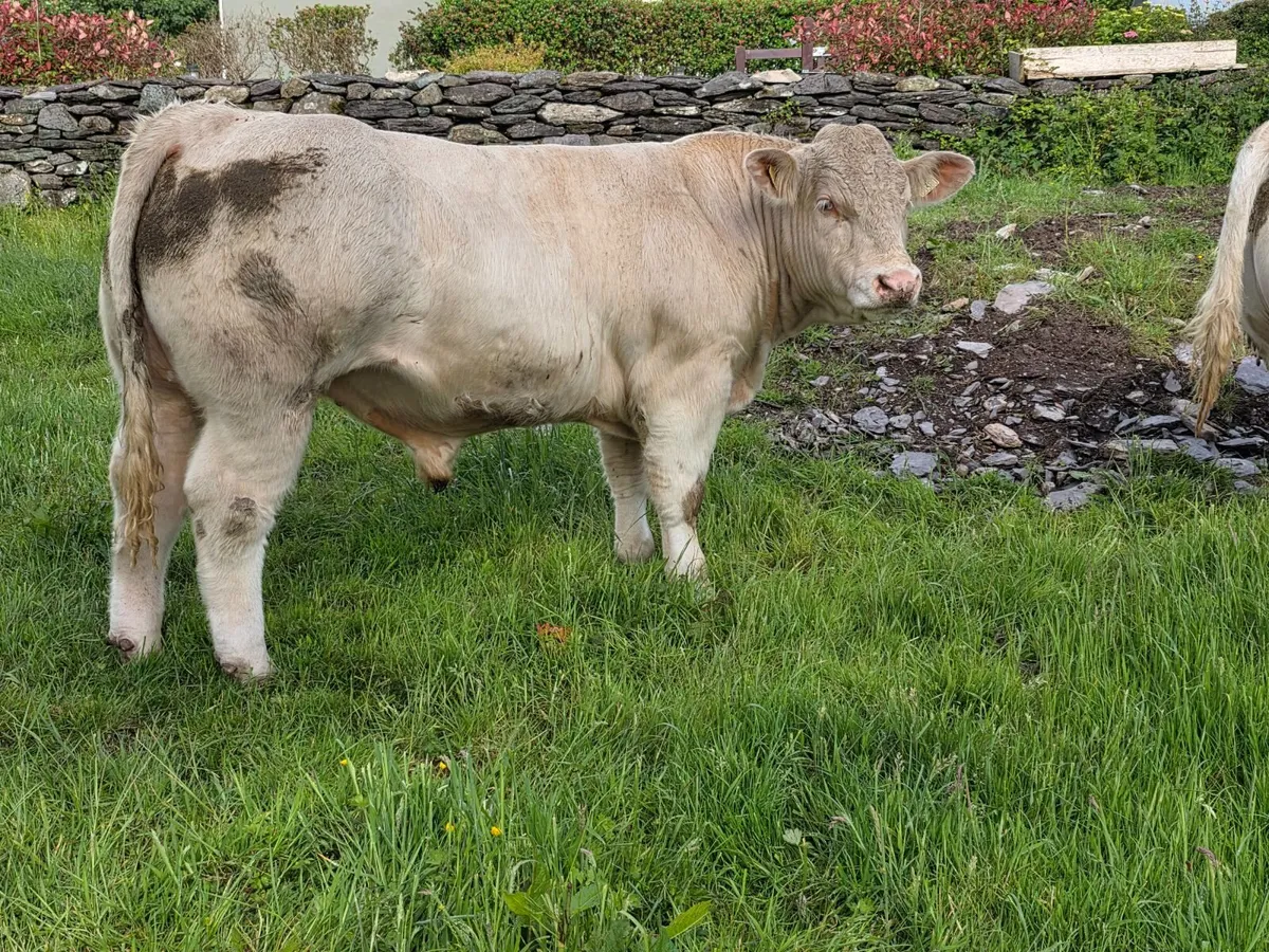 Pedigree Registered 5star Charolais Bulls - Image 1
