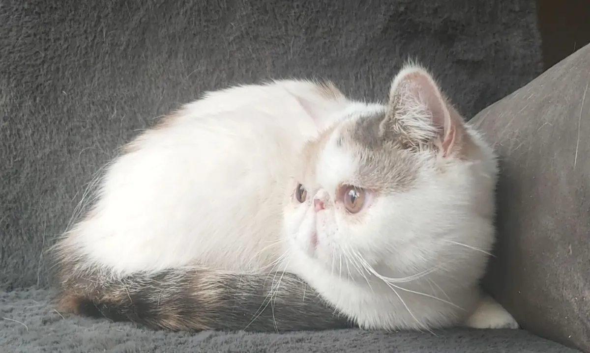 Exotic Shorthair Kitten cat - Image 3