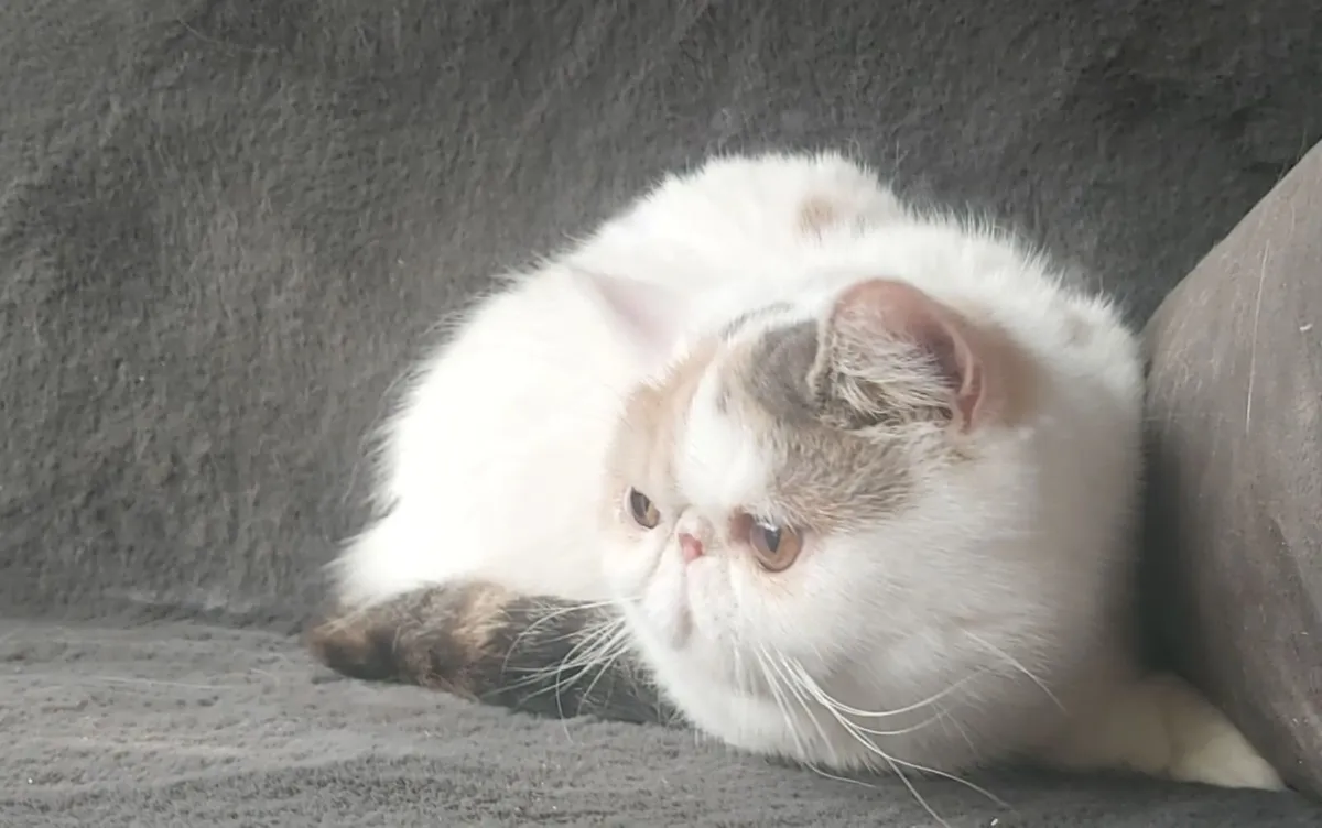 Exotic Shorthair Kitten cat - Image 4