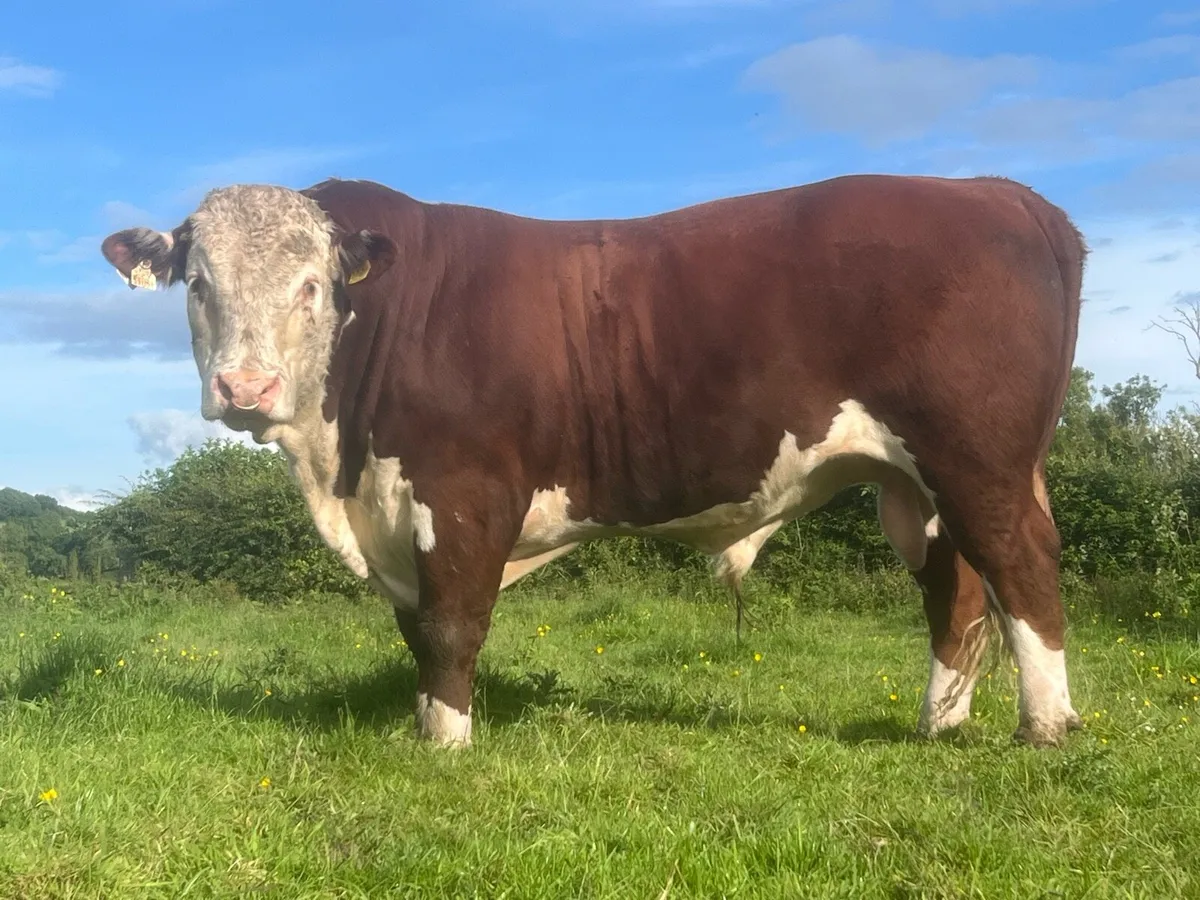 Hereford bulls - Image 2
