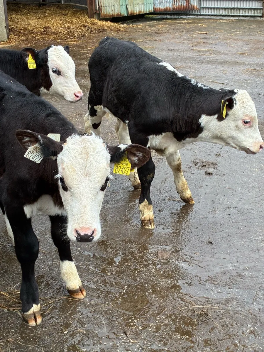TOP QUALITY REARED BULL RUNNERS 3/4 MONTHS OLD - Image 2