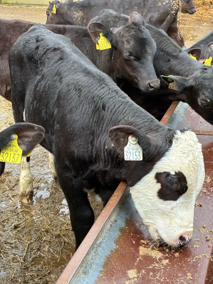 TOP QUALITY REARED BULL RUNNERS 3/4 MONTHS OLD - Image 1