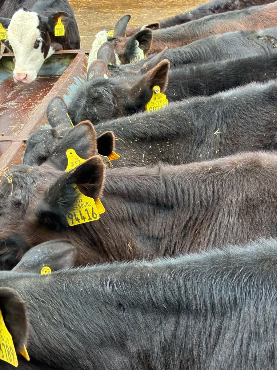 TOP QUALITY REARED BULL RUNNERS 3/4 MONTHS OLD - Image 3