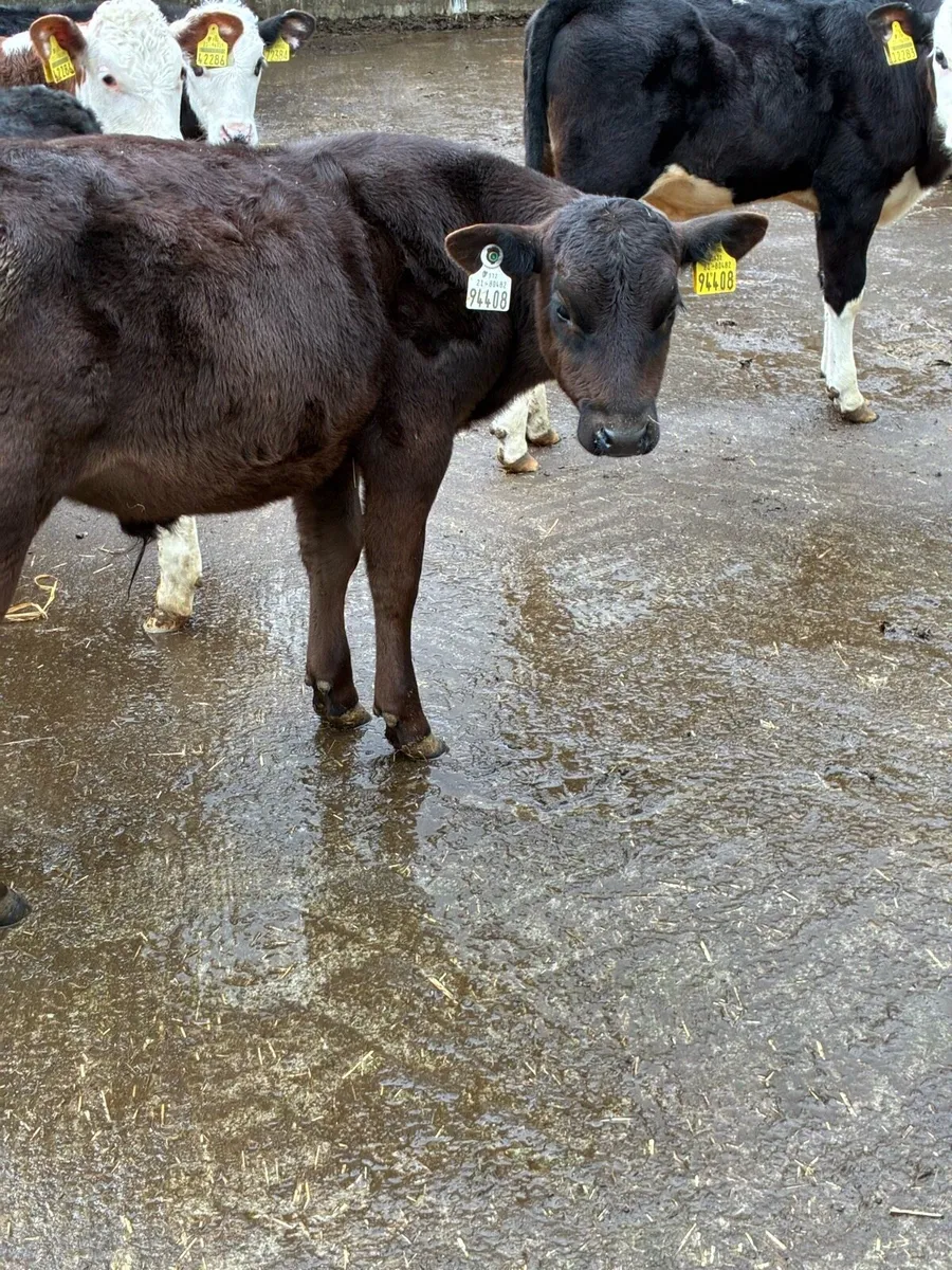 TOP QUALITY REARED BULL RUNNERS 3/4 MONTHS OLD - Image 4