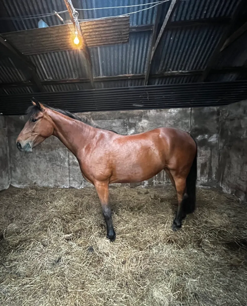 4yr old vivant mare - Image 1