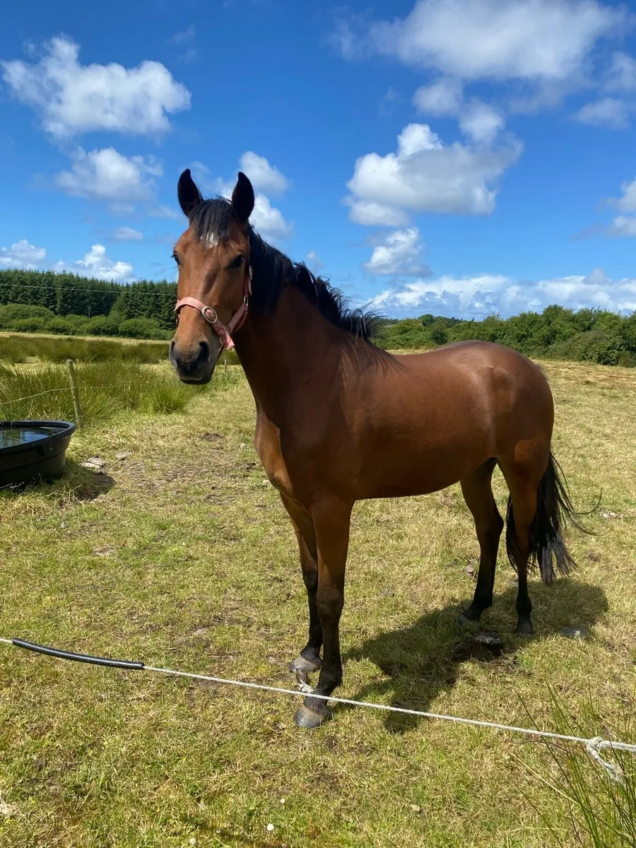 4yr old vivant mare - Image 2