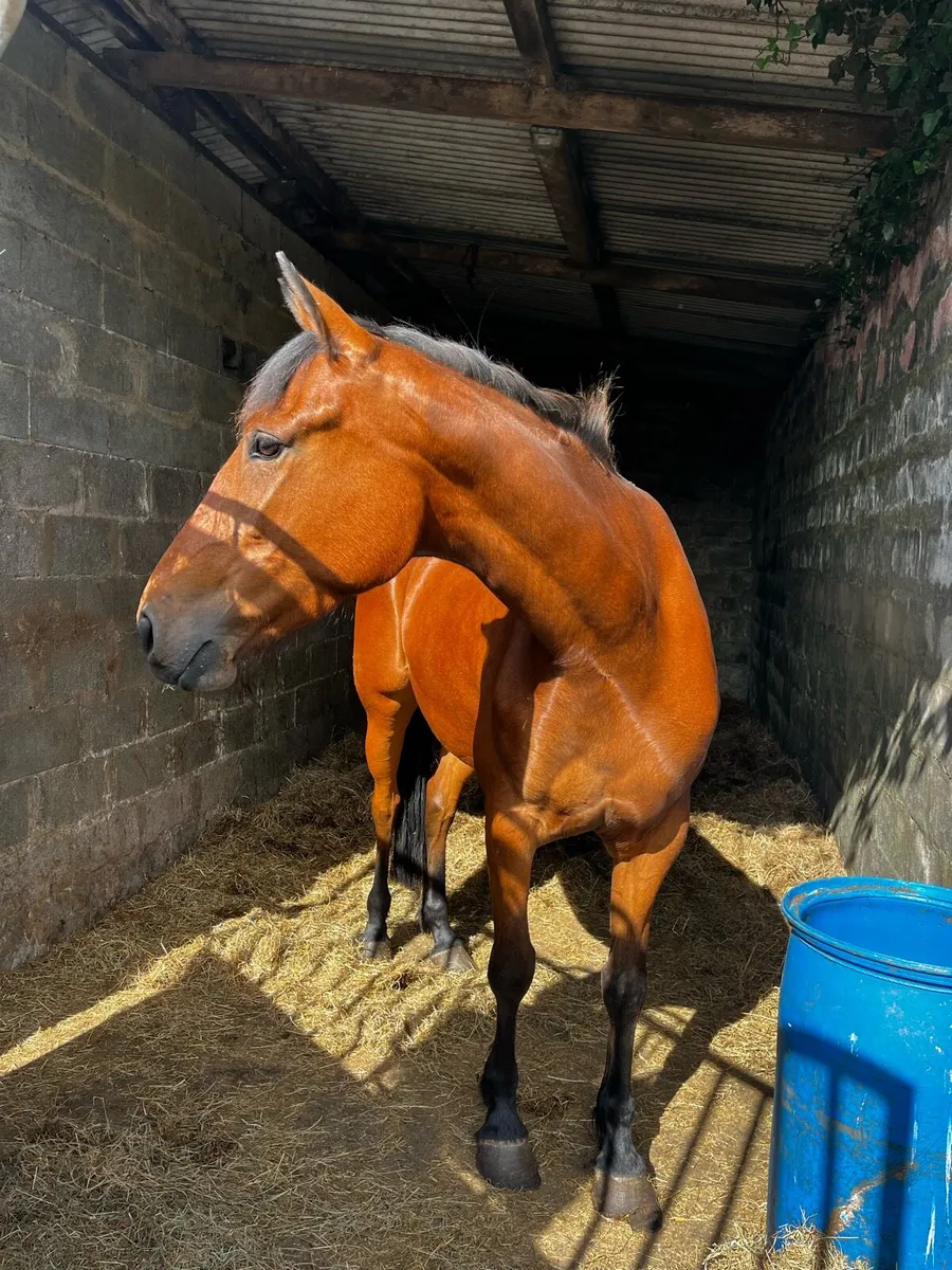 4yr old vivant mare - Image 3