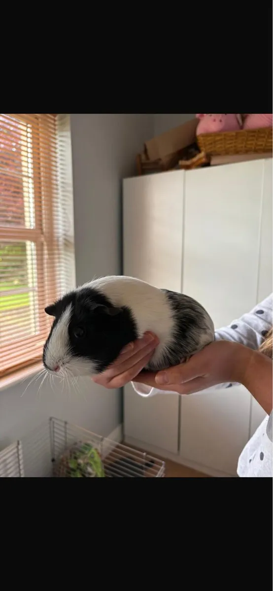 Guinea pigs - Image 1