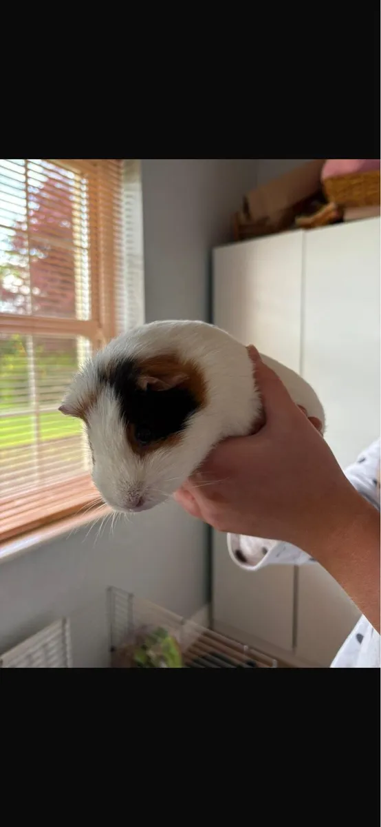 Guinea pigs - Image 2