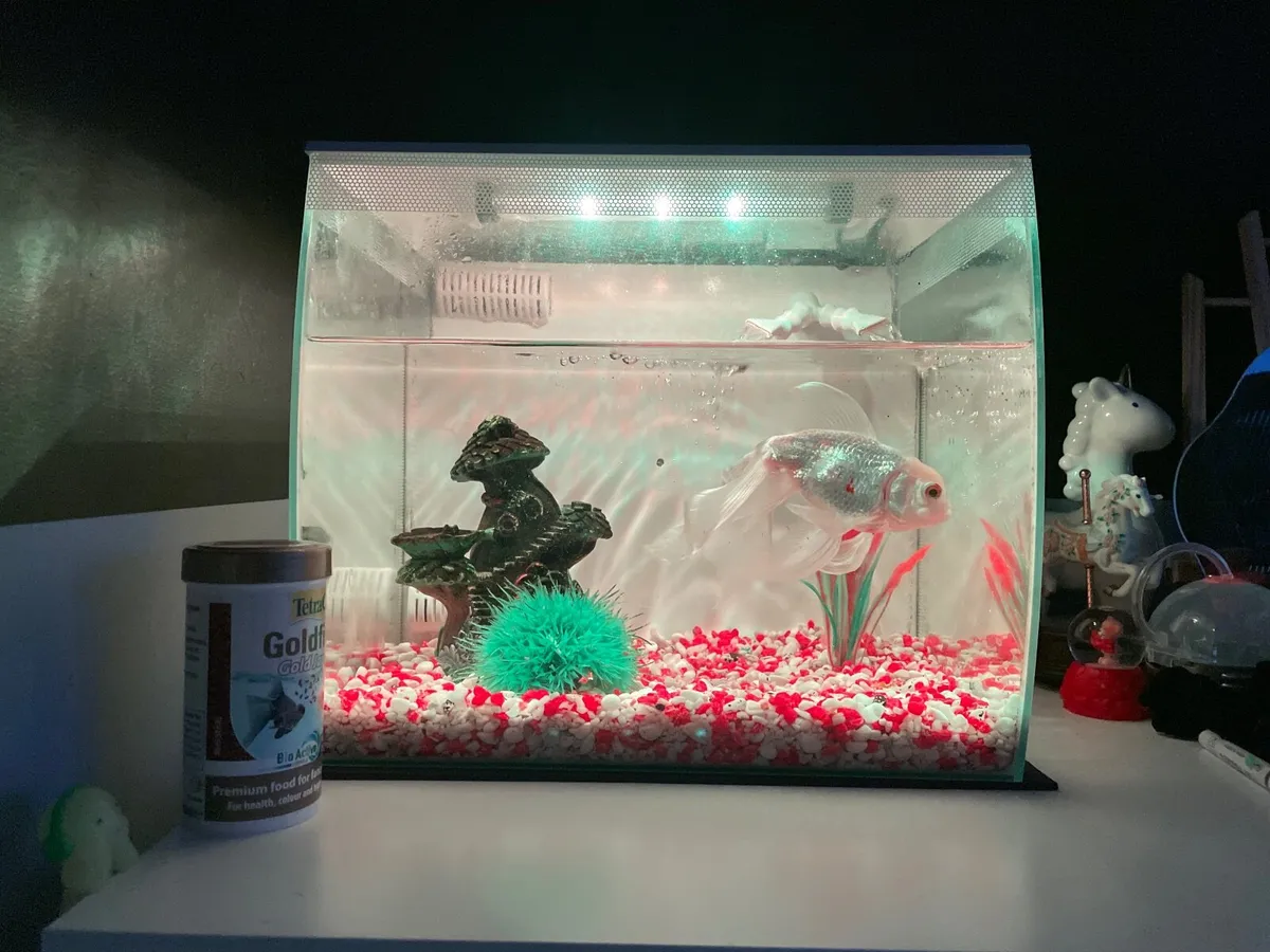 Goldfish with tank and accessories - Image 3