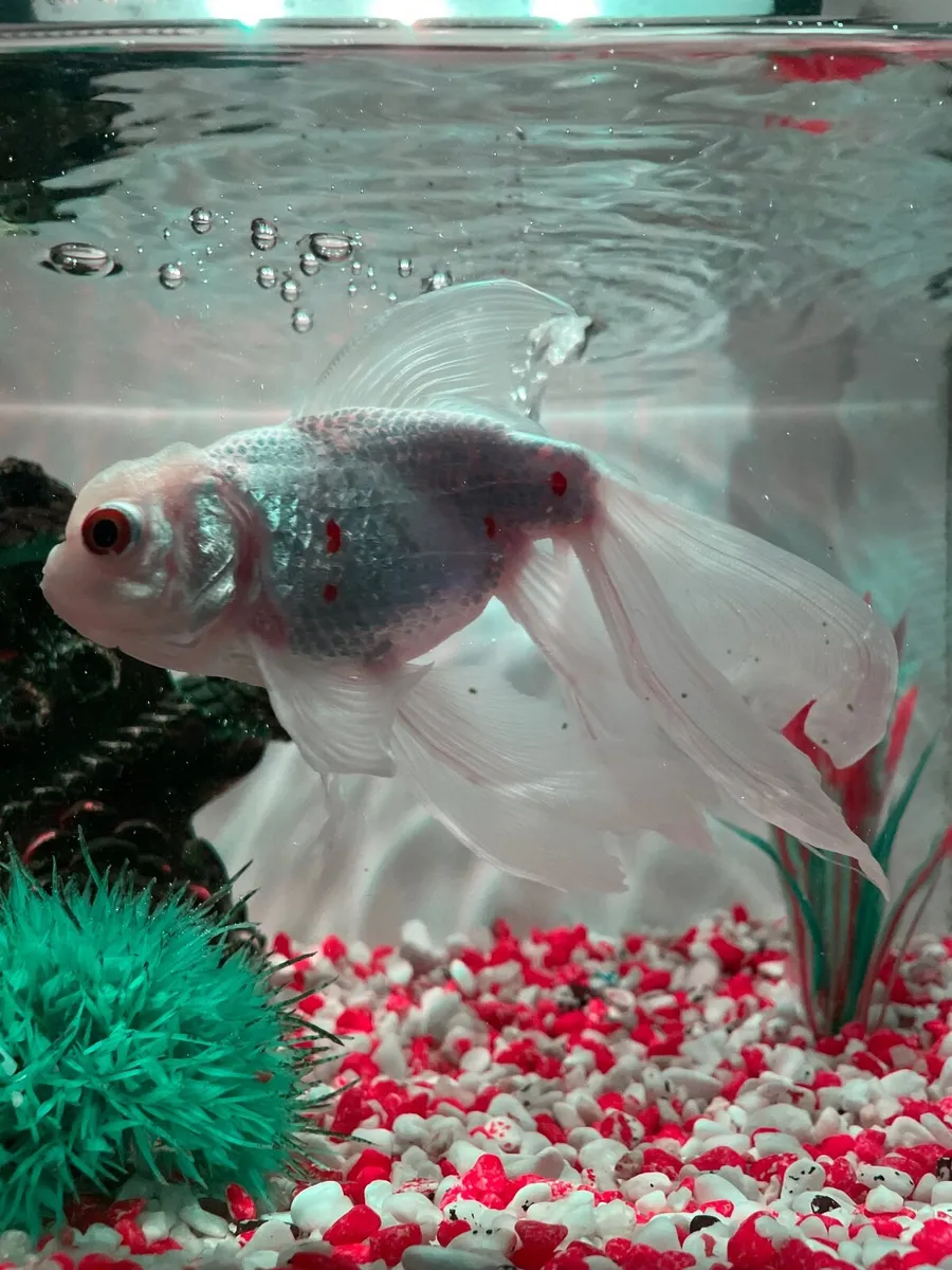 Goldfish with tank and accessories - Image 4