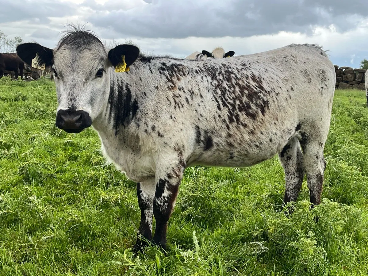Speckle Park  heifers - Image 3