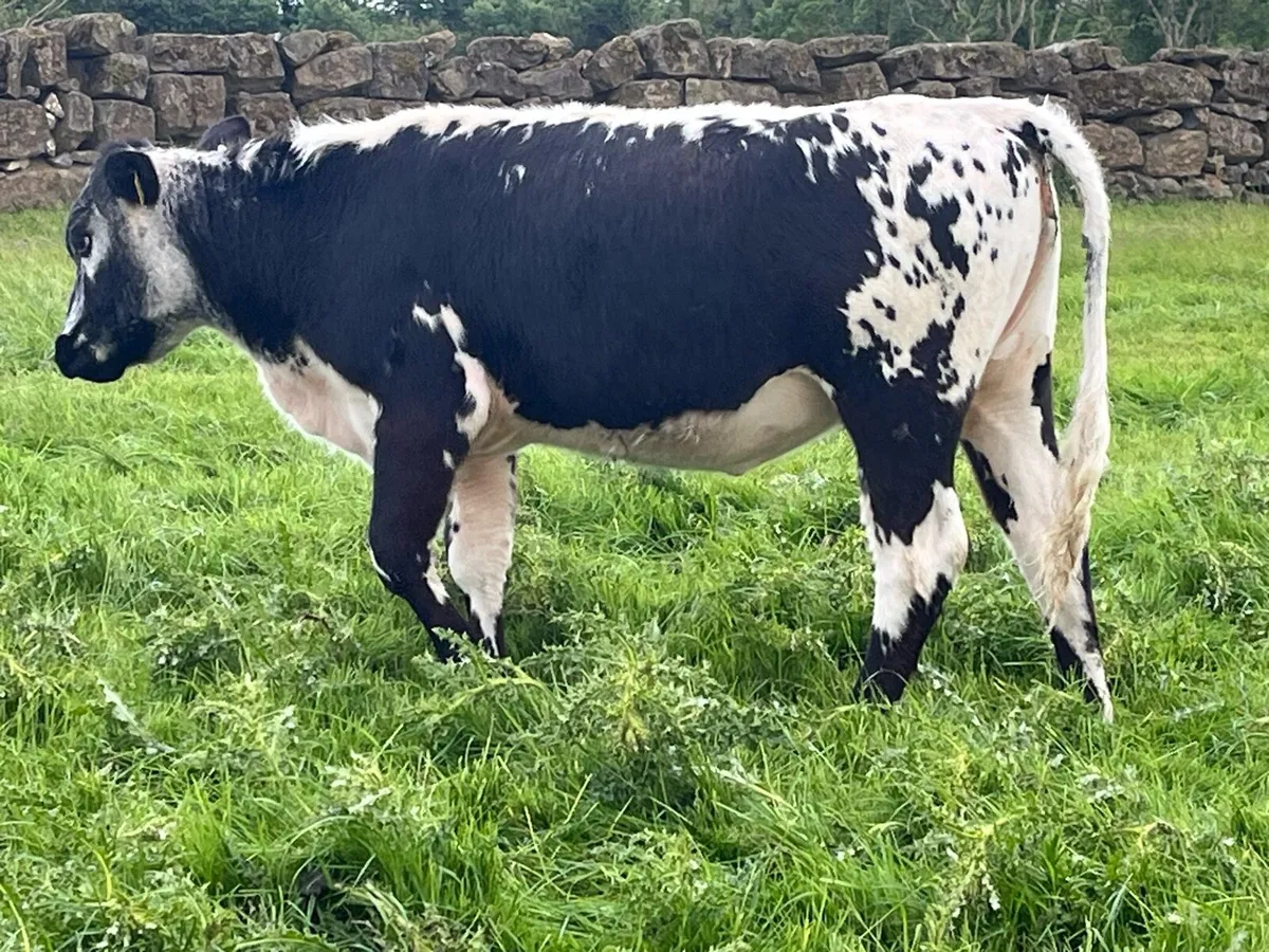 Speckle Park  heifers - Image 4