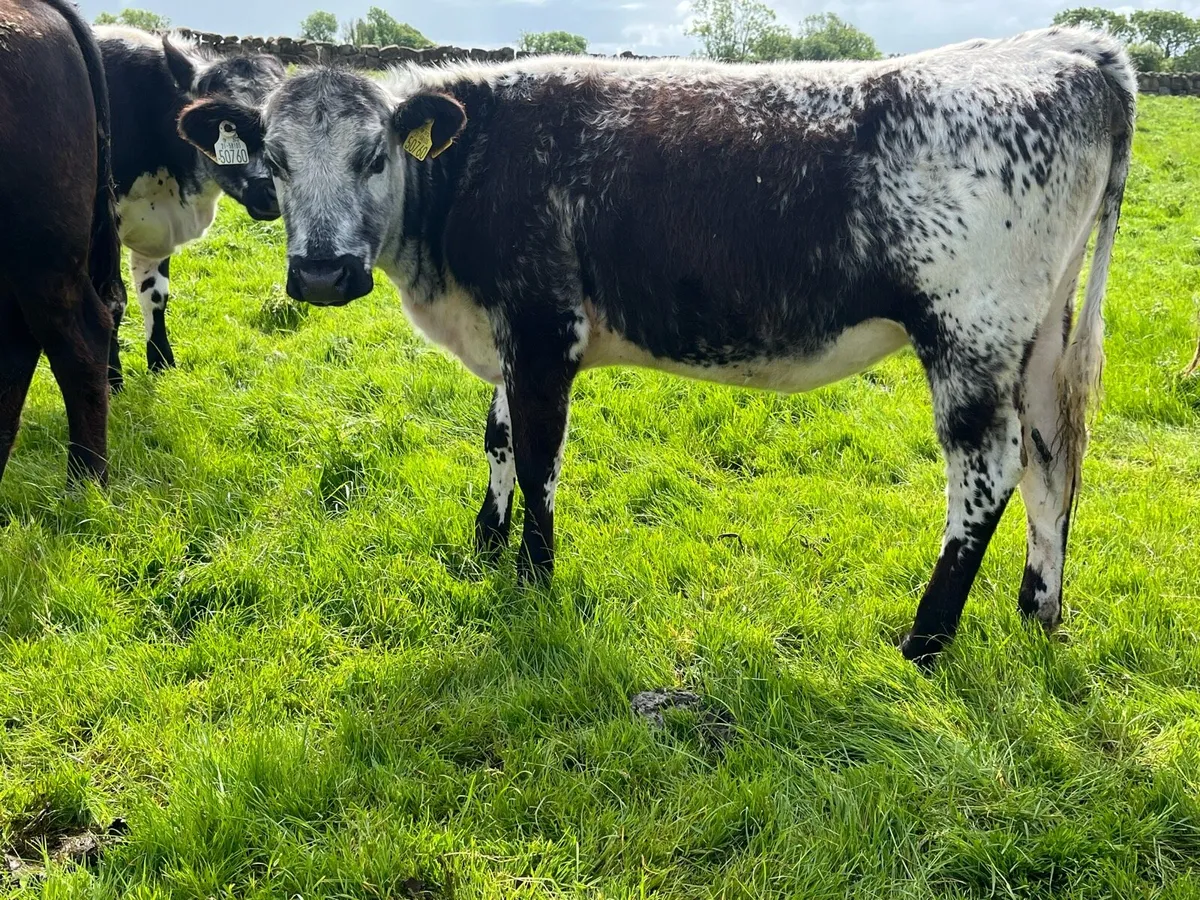 Speckle Park  heifers - Image 1
