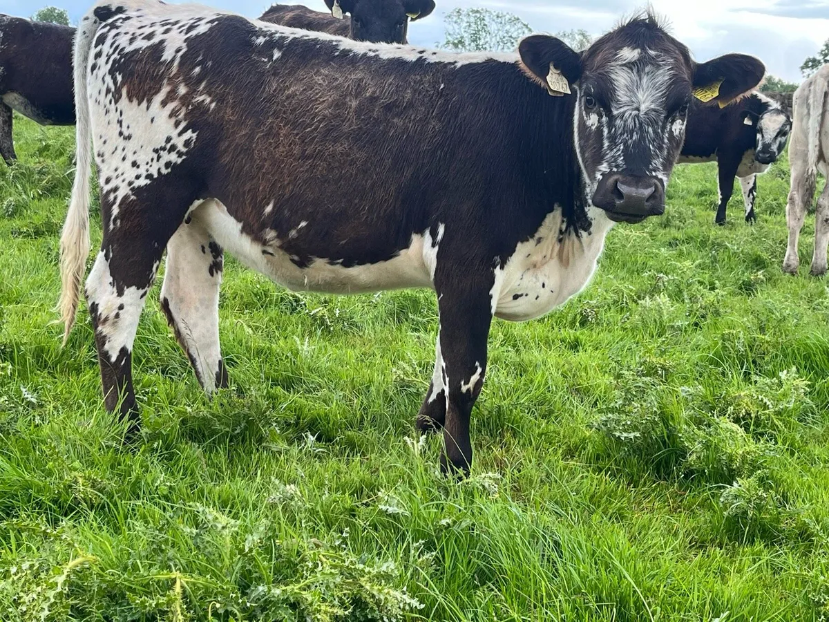 Speckle Park  heifers - Image 2