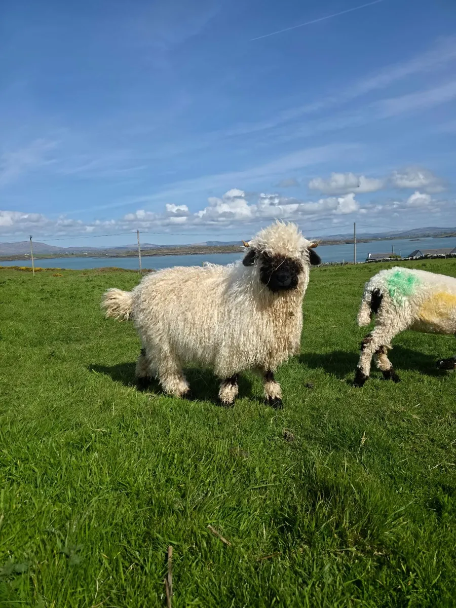 Pedigree Valais Blacknose Sheep - Image 3