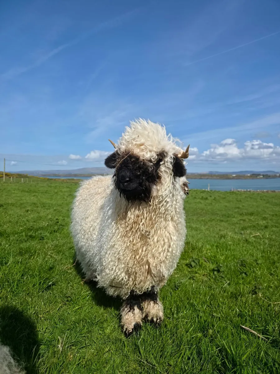 Pedigree Valais Blacknose Sheep - Image 4