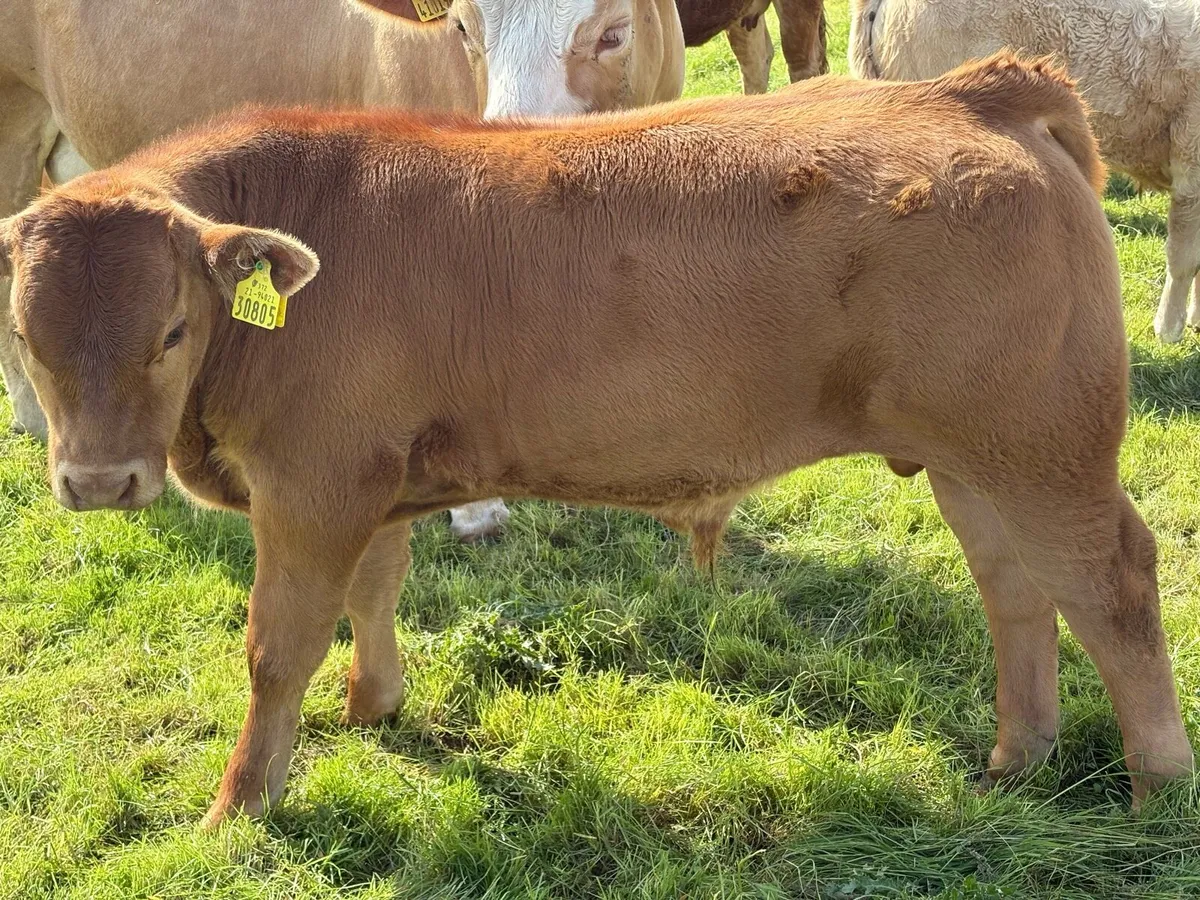 Limousin bull Ennis mart June 11th - Image 4