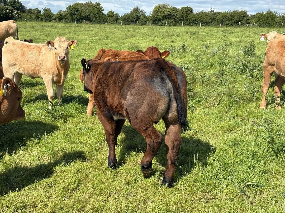 Limousin bull Ennis mart June 11th - Image 2