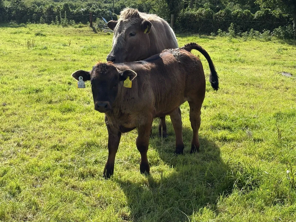 Limousin bull Ennis mart June 11th - Image 3
