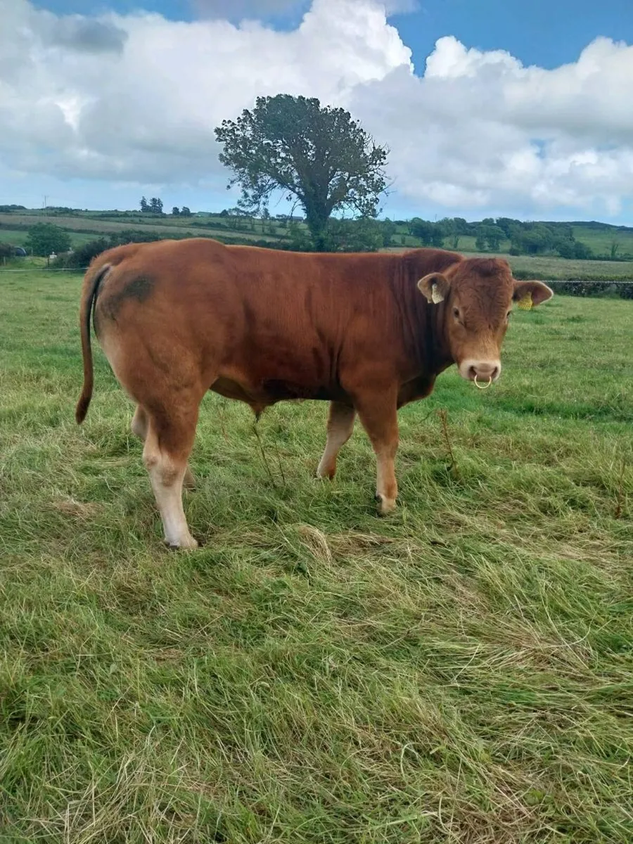Limousin bull - Image 1