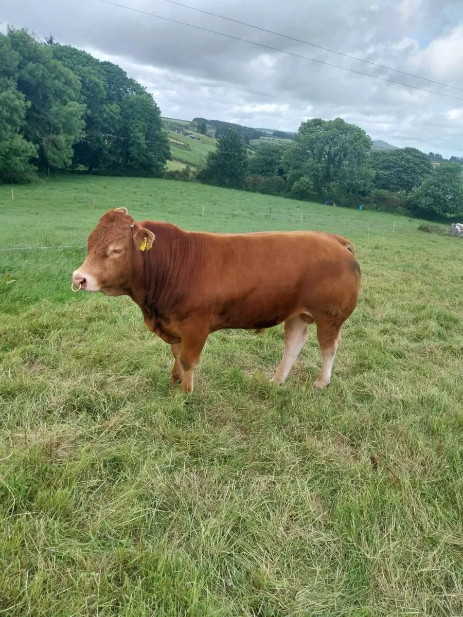 Limousin bull - Image 2