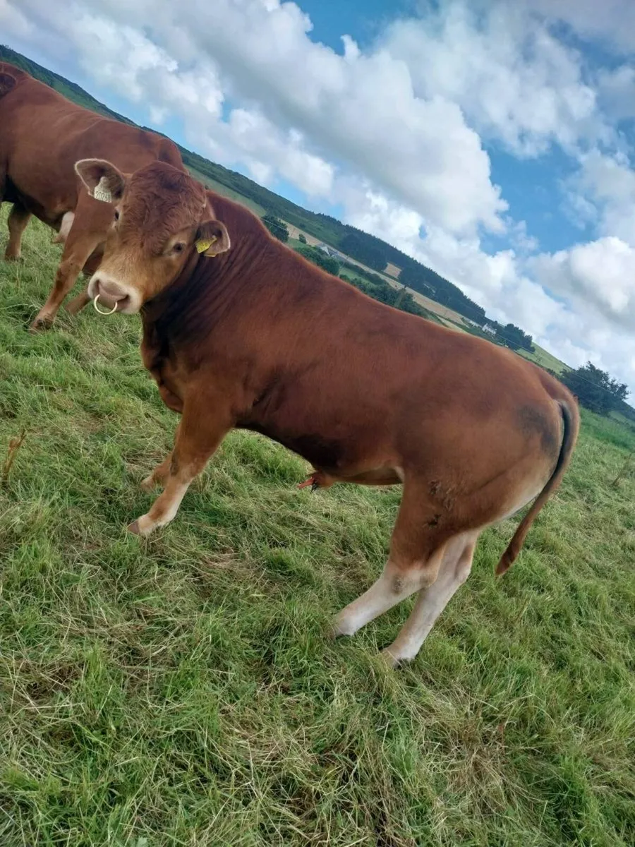 Limousin bull - Image 3