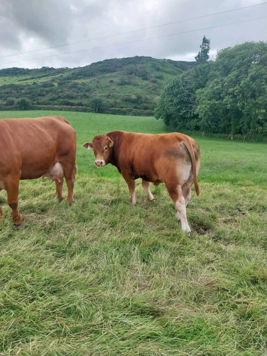 Limousin bull - Image 4
