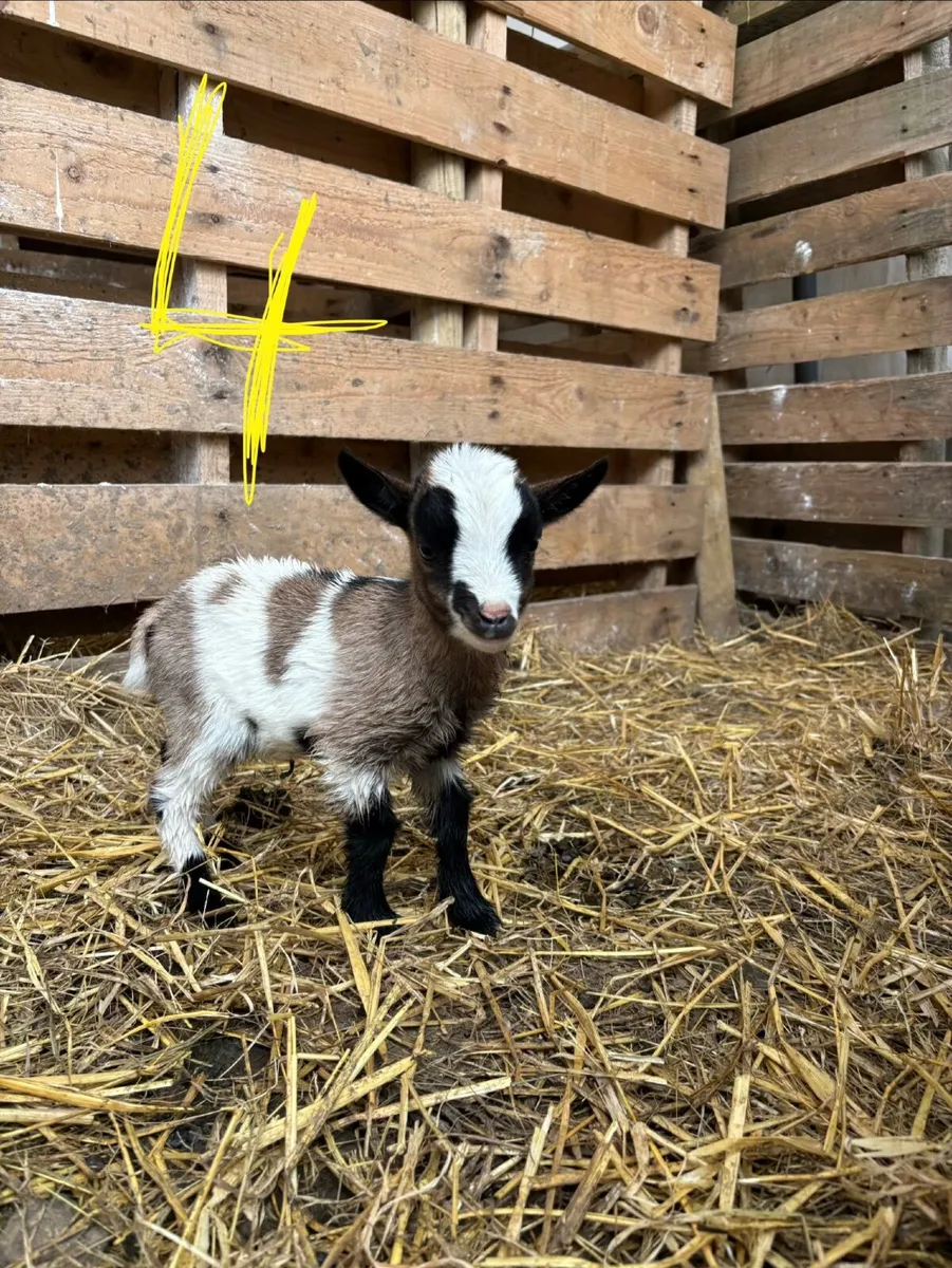 Pigmy goat kids - Image 3
