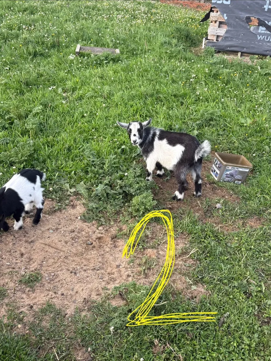Pigmy goat kids - Image 4